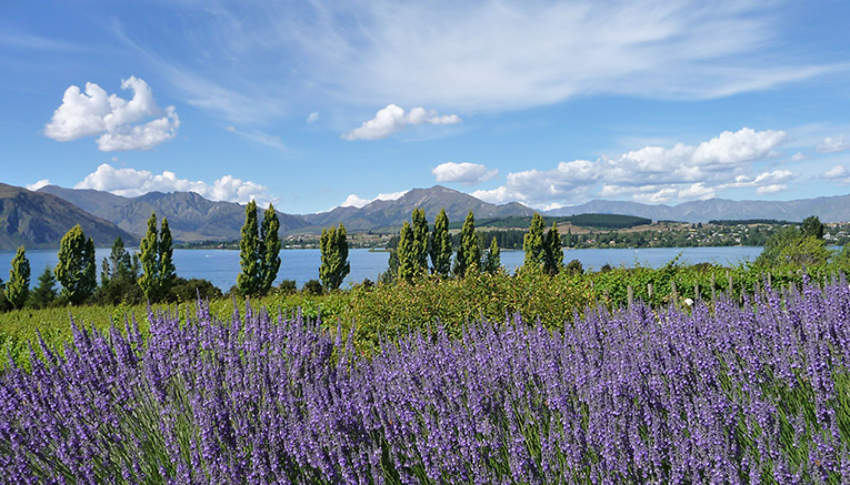 Wnzq-new-zealand-walking-7